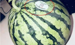 成都网红吃瓜,揭秘城市美食圈的热辣故事